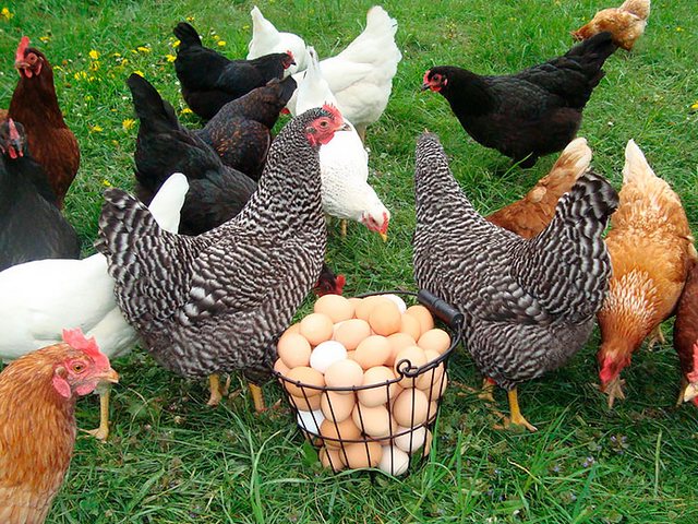 Содержание кур и уход за ними | ЗооТом - продажа, вязка и услуги для животных в Лермонтове