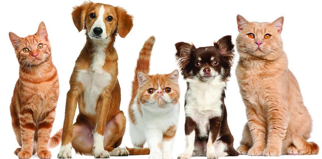 Доска объявлений о животных | ЗооТом - продажа, вязка и услуги для животных в Лермонтове