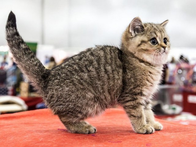 Породы кошек в Лермонтове | ЗооТом портал о животных