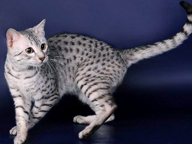 Породы кошек в Лермонтове | ЗооТом портал о животных