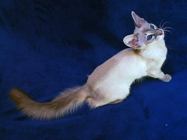 Выведенные породы кошек в Лермонтове | ЗооТом портал о животных