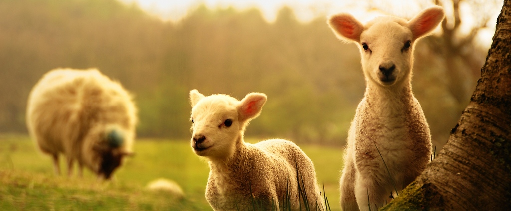 Объявления о сельскохозяйственных животных | ЗооТом - продажа, вязка и услуги для животных в Лермонтове