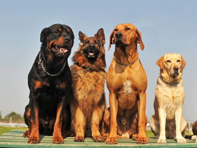 Крупные породы собак в Лермонтове | ЗооТом портал о животных